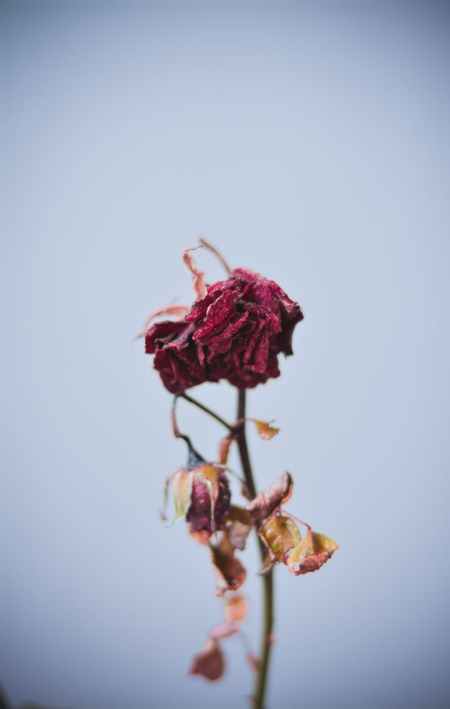dried red flowers